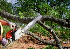  Montebello, CA Tree Care Pros