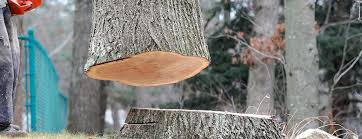 Trusted Montebello, CA Tree Care Experts