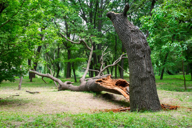 Best Tree and Shrub Care  in Montebello, CA