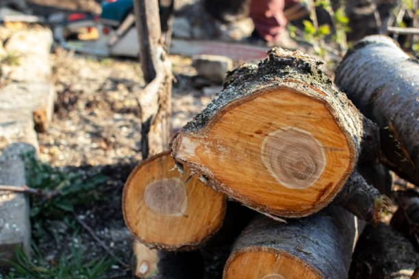 Best Tree Mulching  in Montebello, CA
