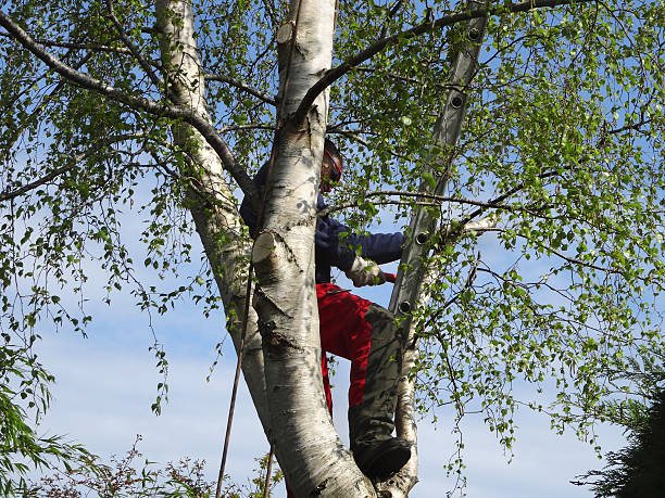 Best Tree Disease Treatment  in Montebello, CA