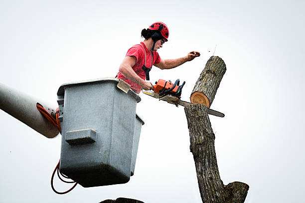 How Our Tree Care Process Works  in  Montebello, CA