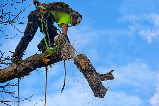 Best Tree Health Inspection  in Montebello, CA