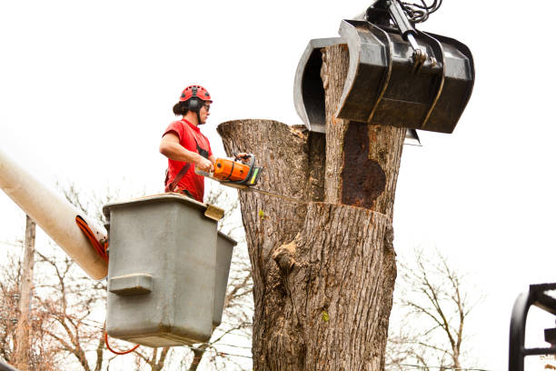 Best Utility Line Clearance  in Montebello, CA